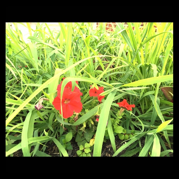 Meet your Posher, Joanna - Picture 1 of 1